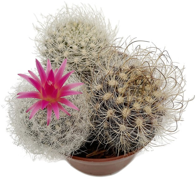 Neoporteria nidus f. senilis - behaarter Kaktus