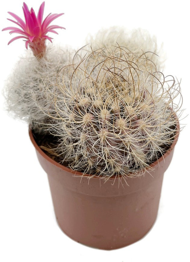 Neoporteria nidus f. senilis - behaarter Kaktus