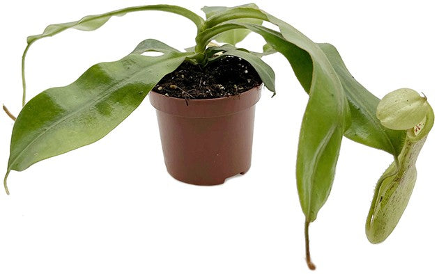 Nepenthes dyeriana "Mojito"