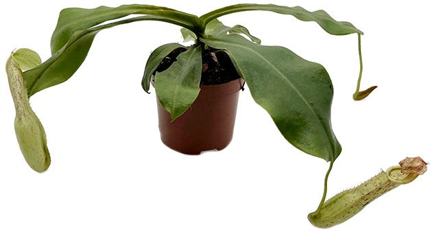 Nepenthes dyeriana "Mojito"
