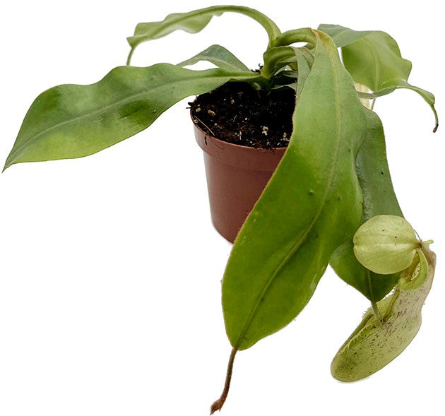 Nepenthes dyeriana "Mojito"