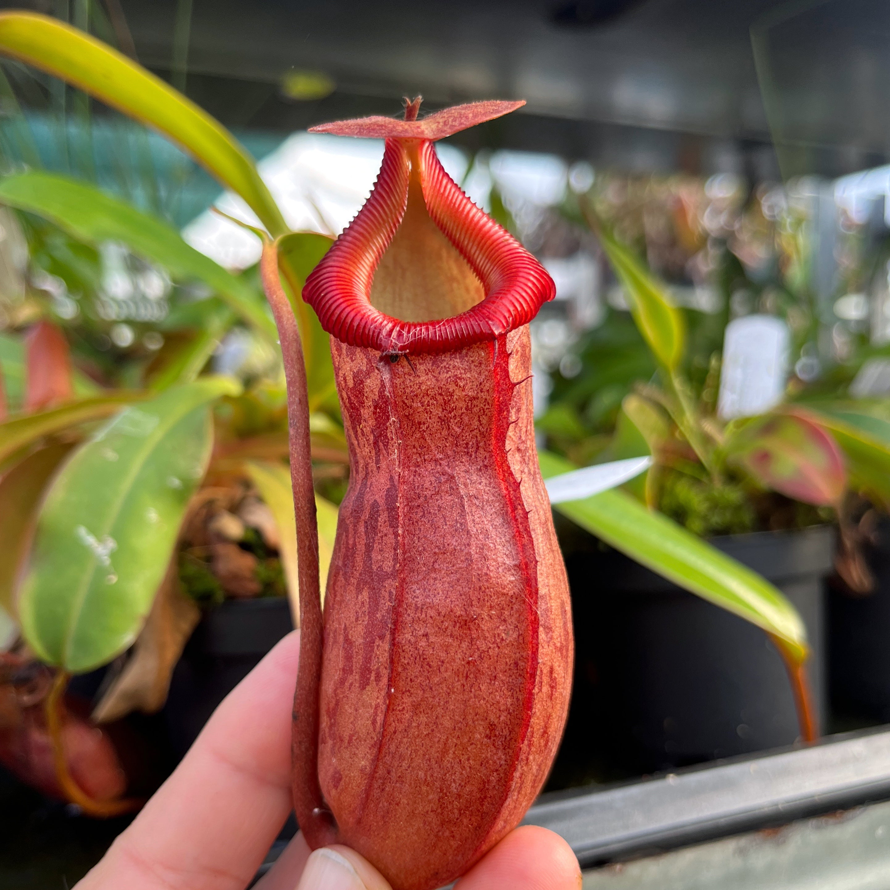 Nepenthes burkei x (burbidgeae x edwardsiana) BE-4531