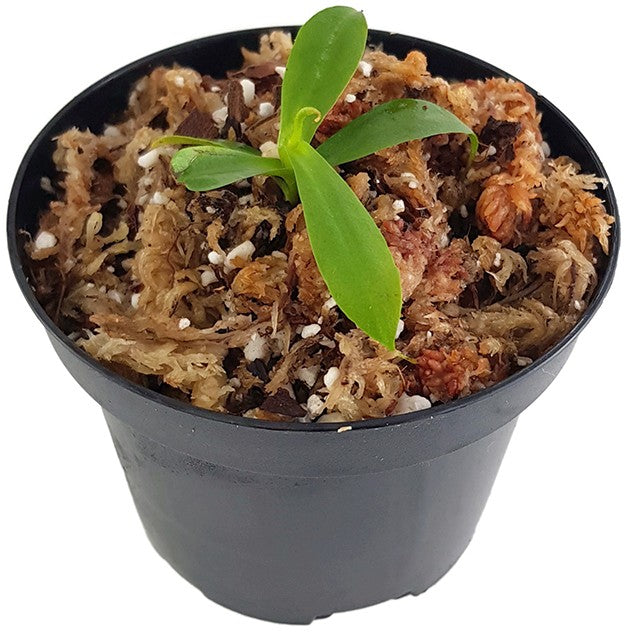Nepenthes campanulata BE-3044