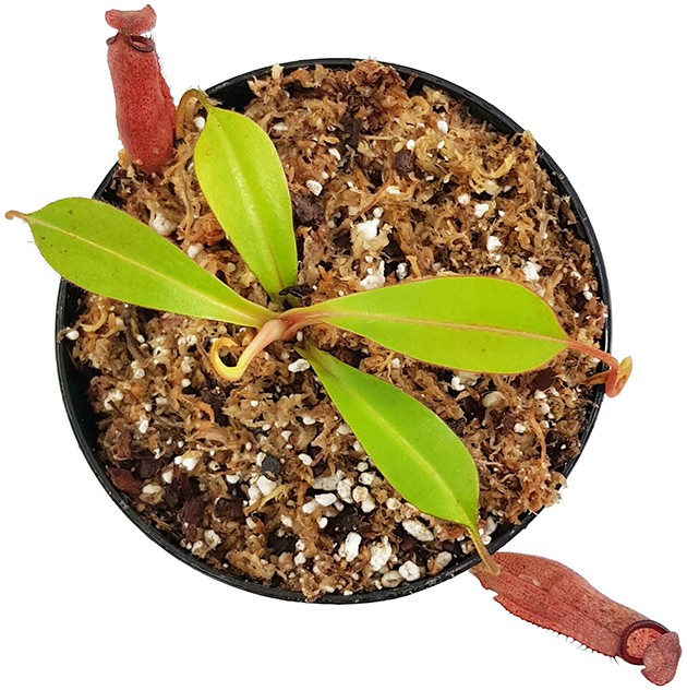 Nepenthes densiflora x (chaniana x veitchii) BE-3961
