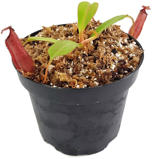 Nepenthes densiflora x (chaniana x veitchii) BE-3961