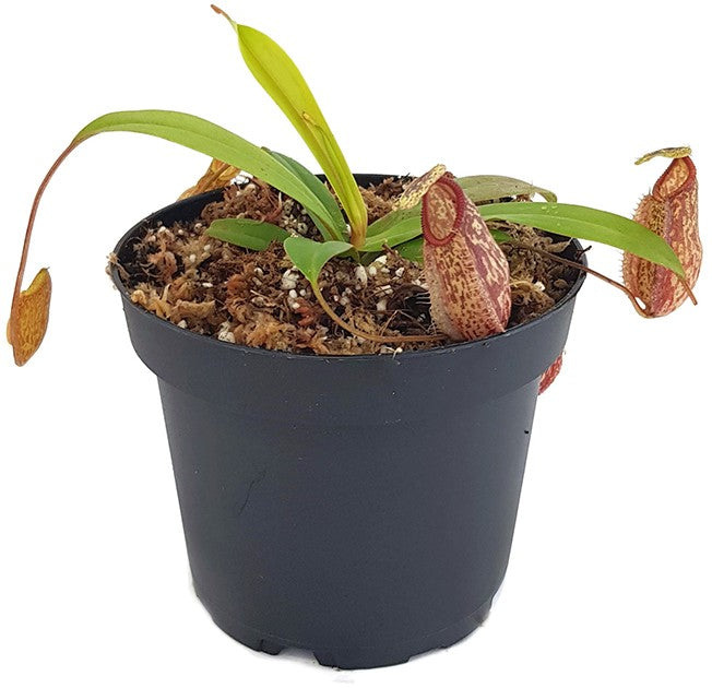 Nepenthes glabrata x hamata BE-4005
