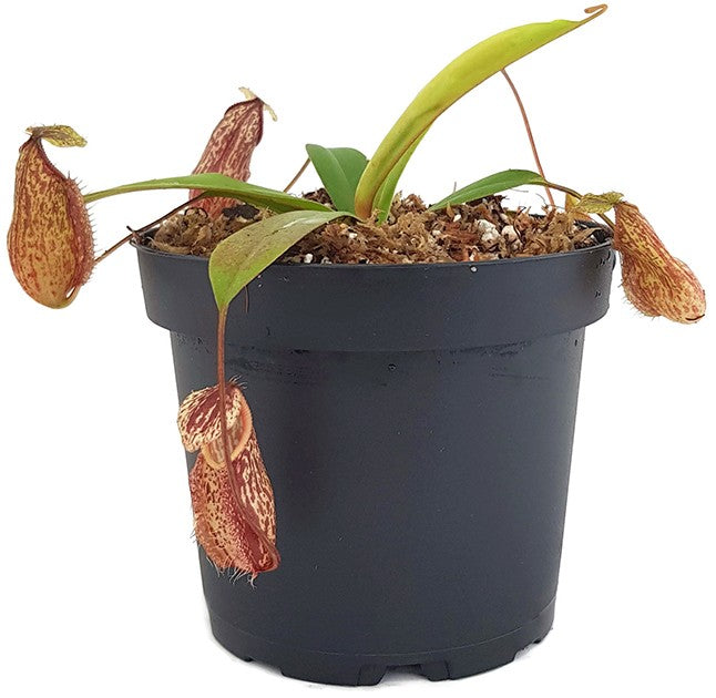 Nepenthes glabrata x hamata BE-4005