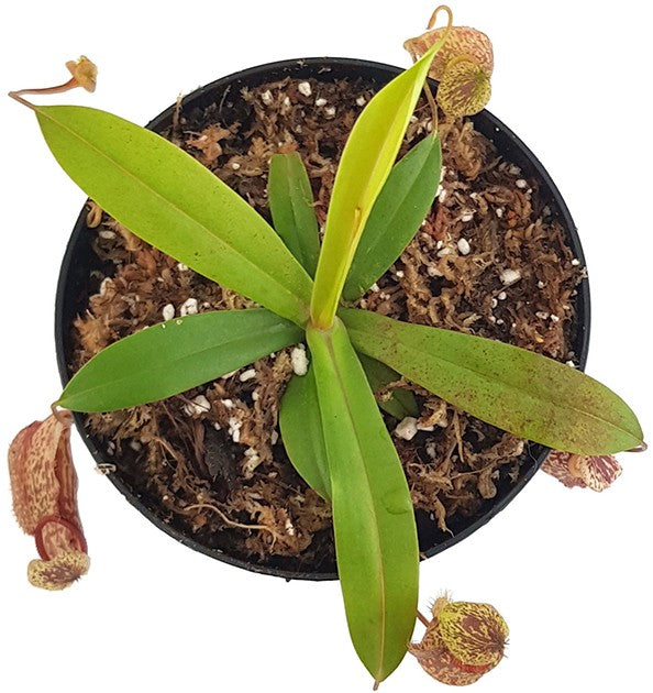 Nepenthes glabrata x hamata BE-4005