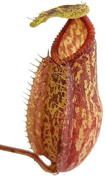 Nepenthes glabrata x hamata BE-4005