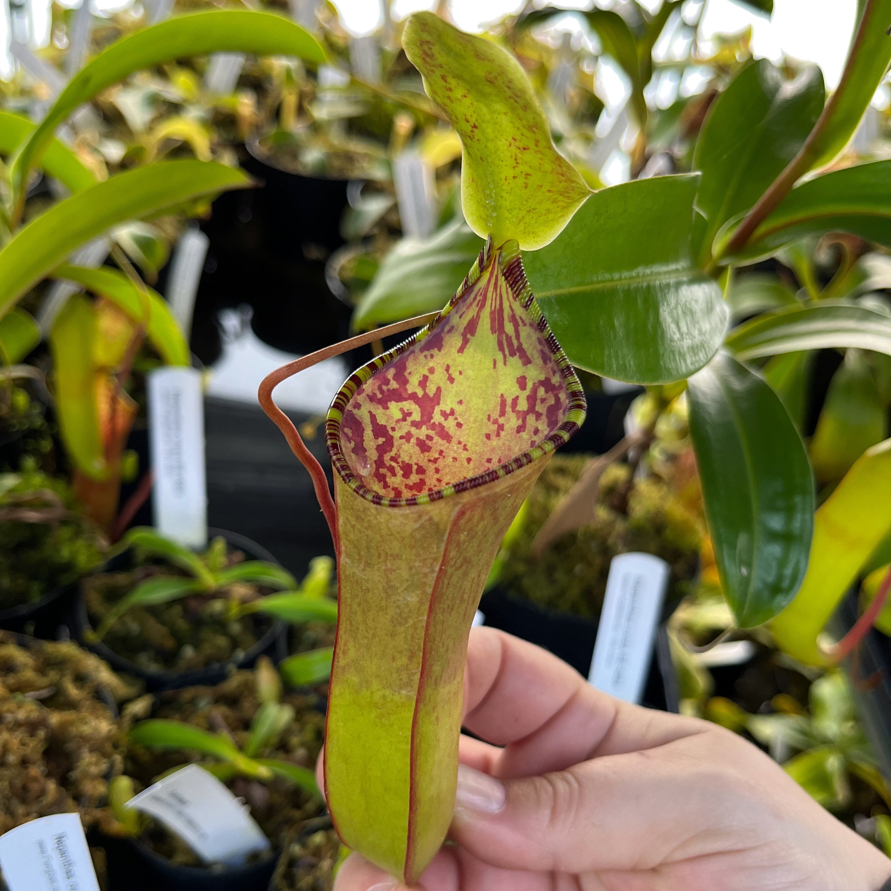 Nepenthes lowii x tentaculata BE-3970