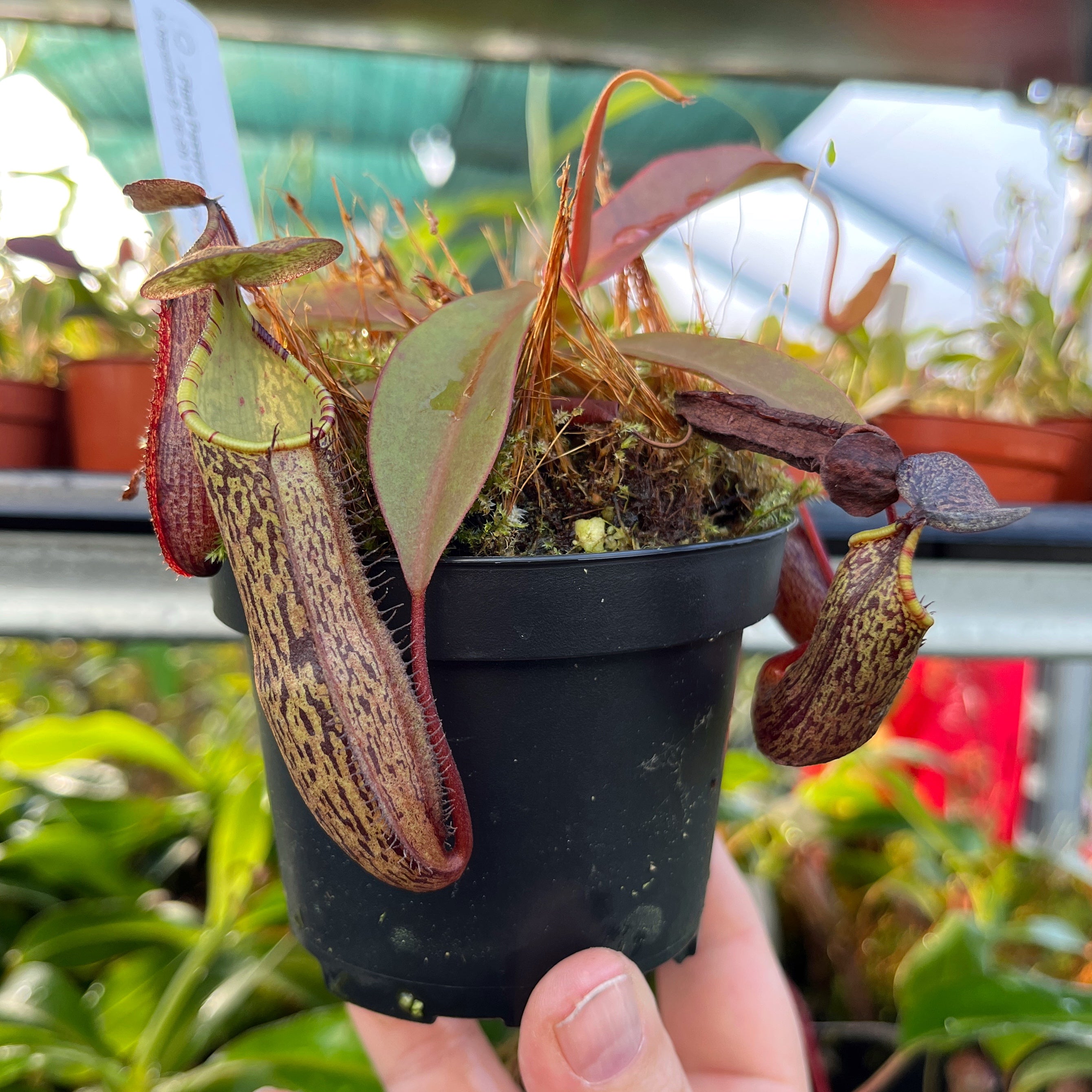 Nepenthes ramispina x spectabilis BE-3789