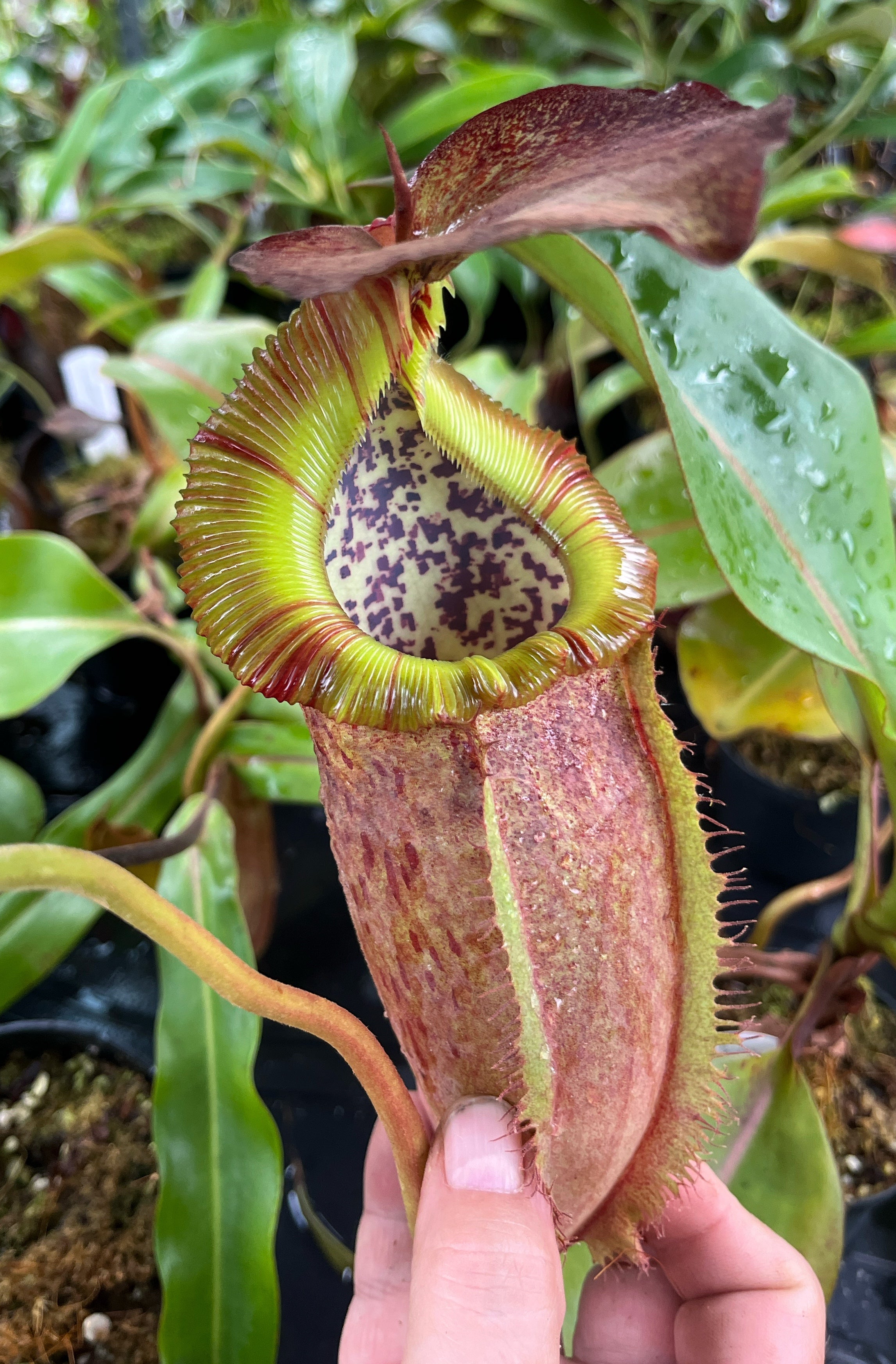 Nepenthes spathulata x (burbidgeae x edwardsiana) BE-3978 - XL Showpiece
