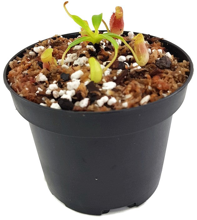 Nepenthes villosa BE-3225