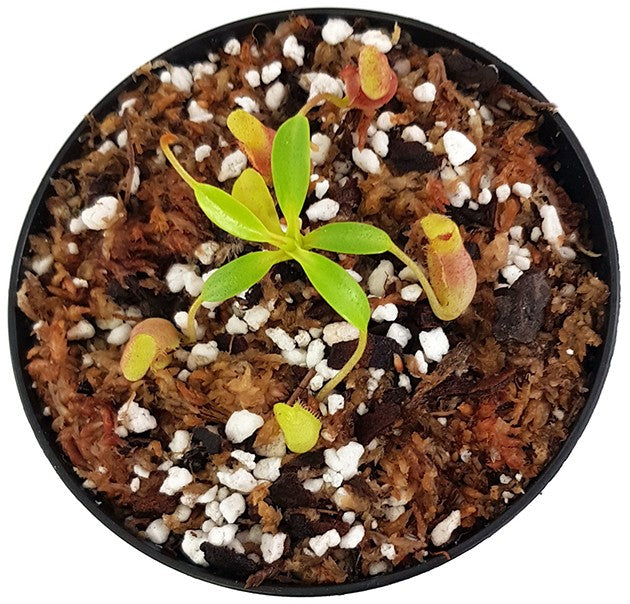 Nepenthes villosa BE-3225