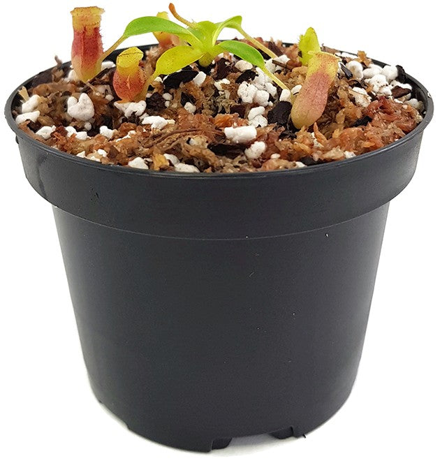 Nepenthes villosa BE-3225