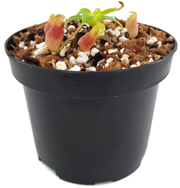 Nepenthes villosa BE-3225