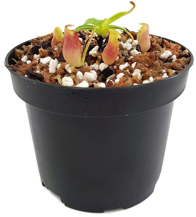 Nepenthes villosa BE-3225