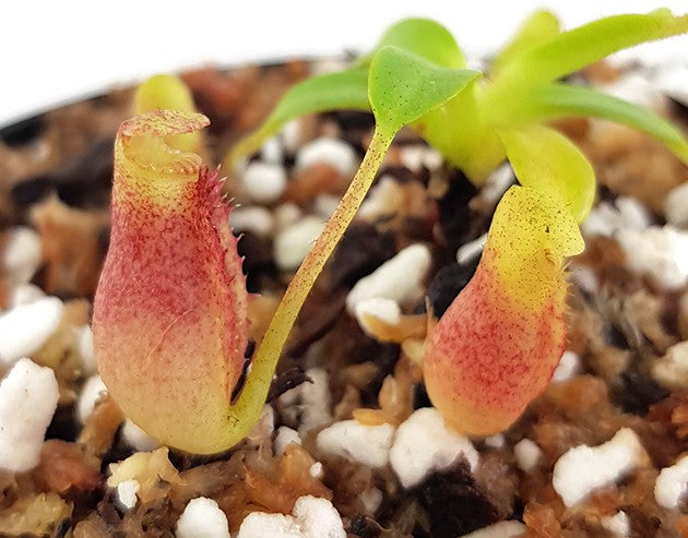 Nepenthes villosa BE-3225