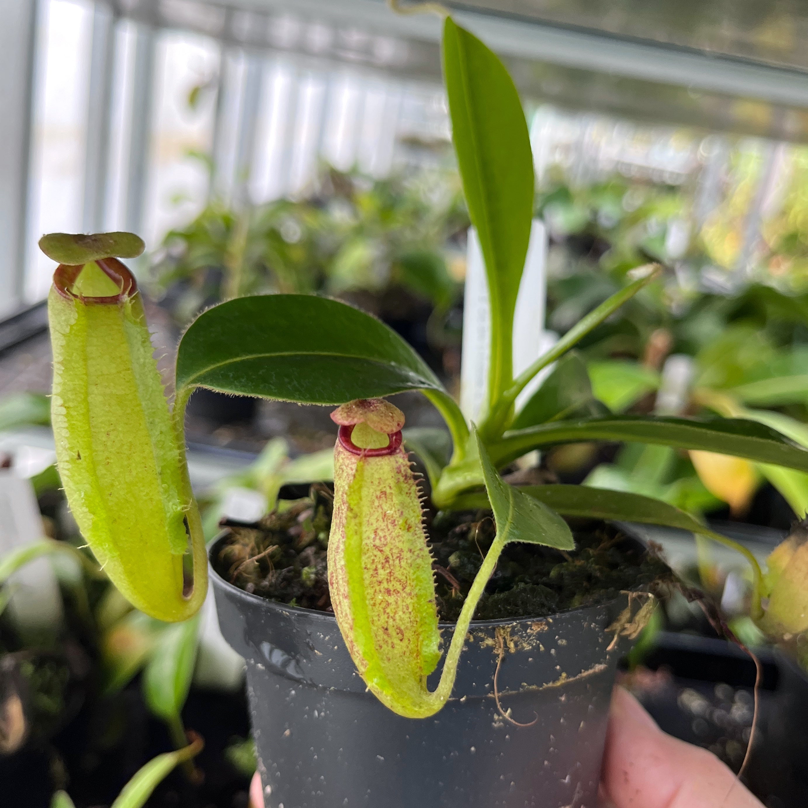 Nepenthes aristolochioides x veitchii BE-4565