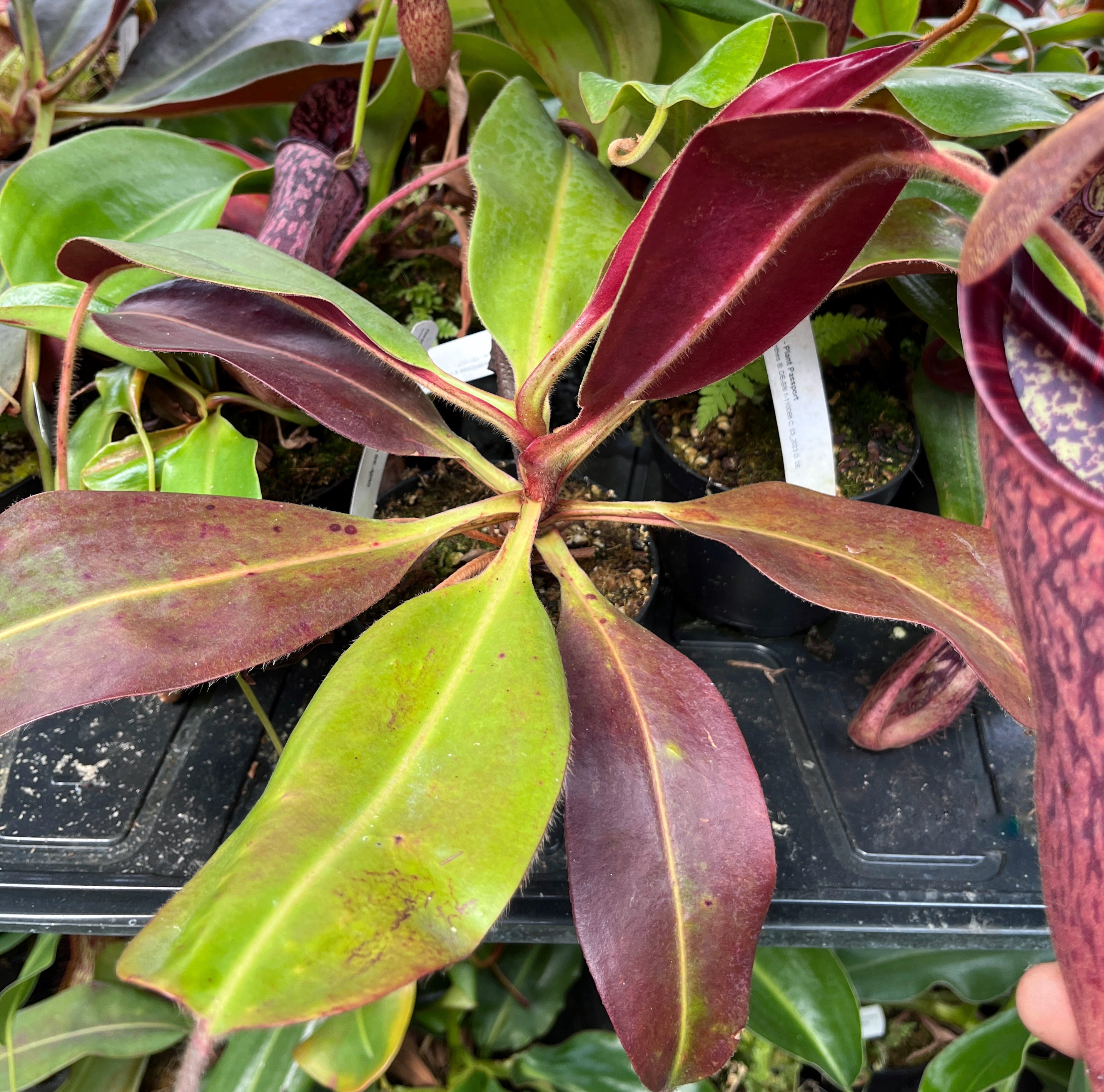 Nepenthes glandulifera x peltata BE-4560