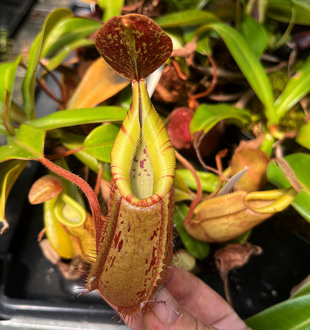 Nepenthes (hamata x glabrata) x veitchii BE-4010