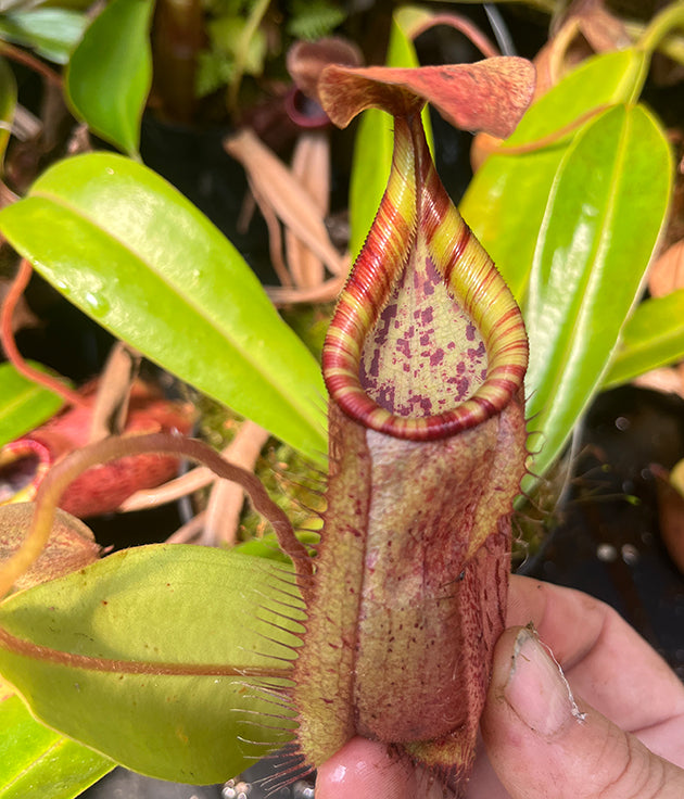 Nepenthes (hamata x glabrata) x veitchii BE-4010