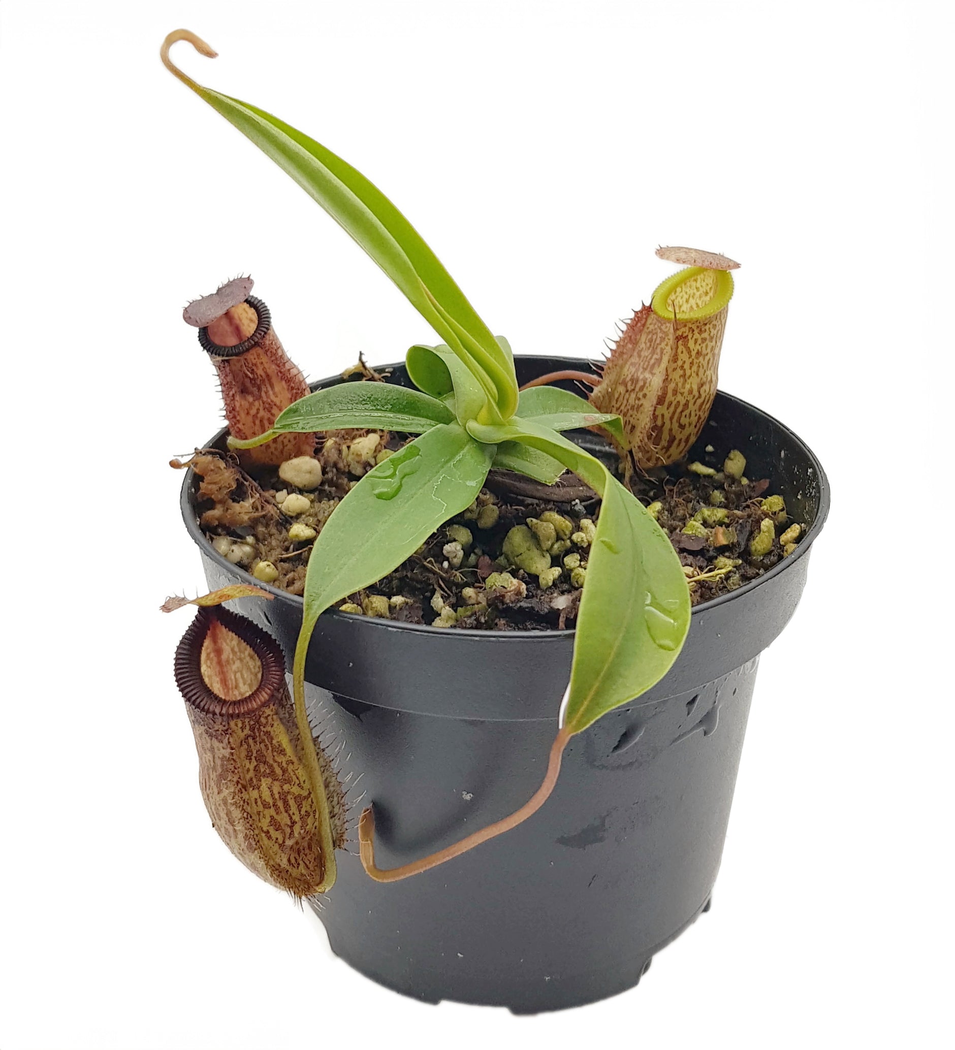 Nepenthes hamata x tenuis BE-4514