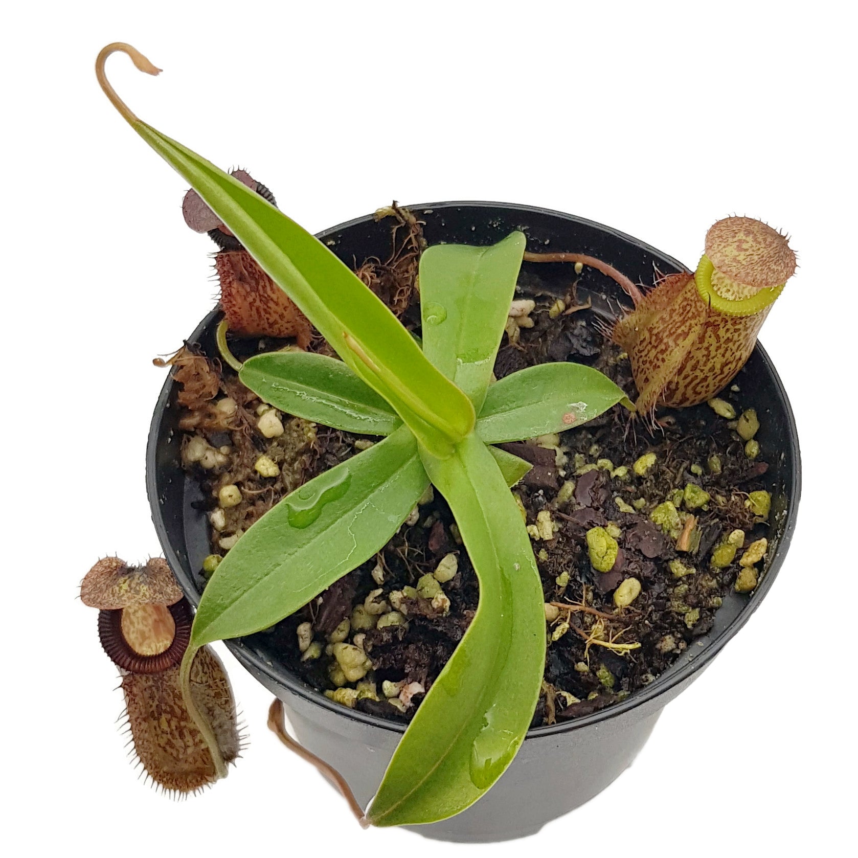 Nepenthes hamata x tenuis BE-4514