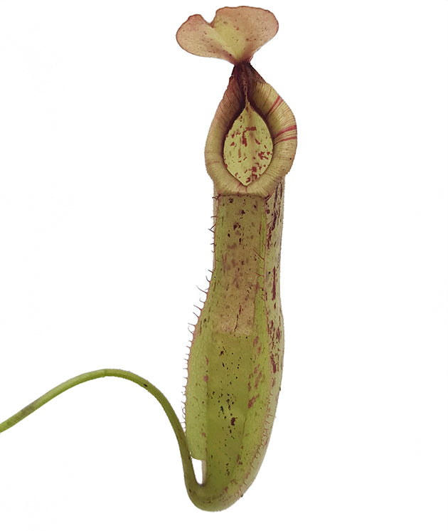 Nepenthes dyeriana "Mojito"