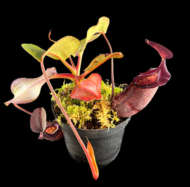 Nepenthes rajah x robcantleyi BE-4019 - XL Showpiece