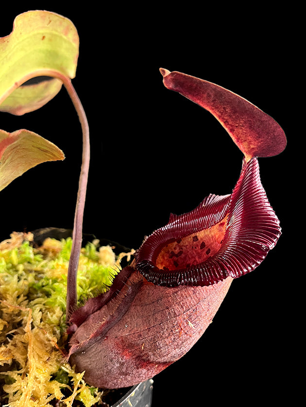 Nepenthes rajah x robcantleyi BE-4019 - XL Showpiece