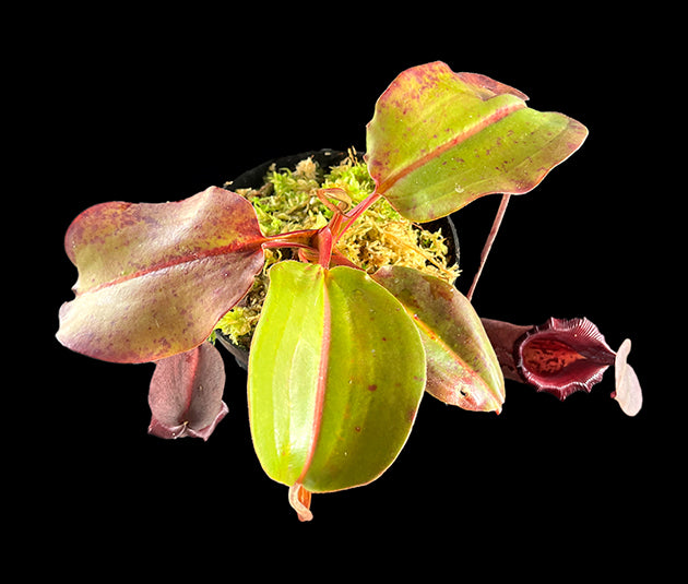 Nepenthes rajah x robcantleyi BE-4019 - XL Showpiece