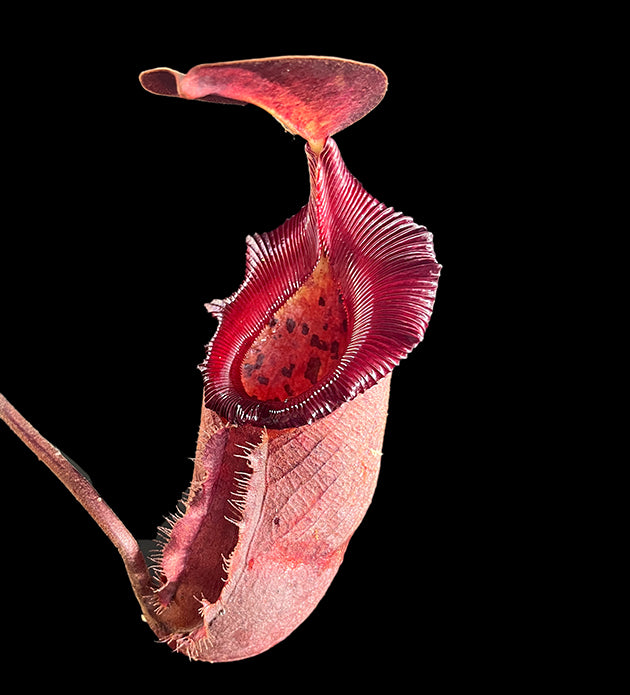 Nepenthes rajah x robcantleyi BE-4019 - XL Showpiece