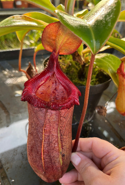 Nepenthes robcantleyi x (sibuyanensis x ventricosa) BE-3748 - XL Showpiece