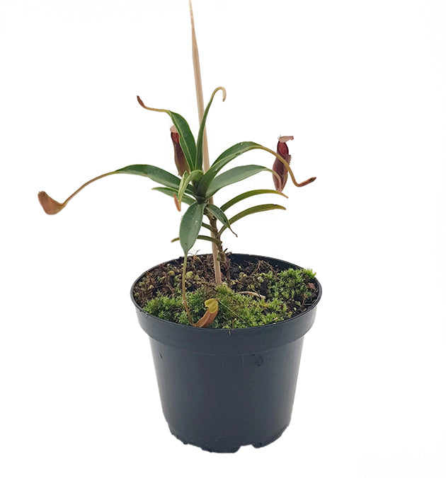 Nepenthes (singalana x hamata) x hamata BE-4576