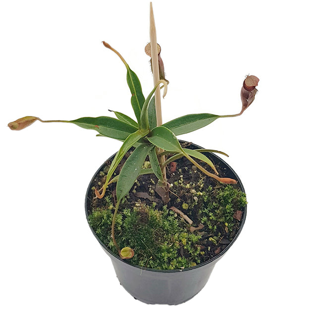 Nepenthes (singalana x hamata) x hamata BE-4576