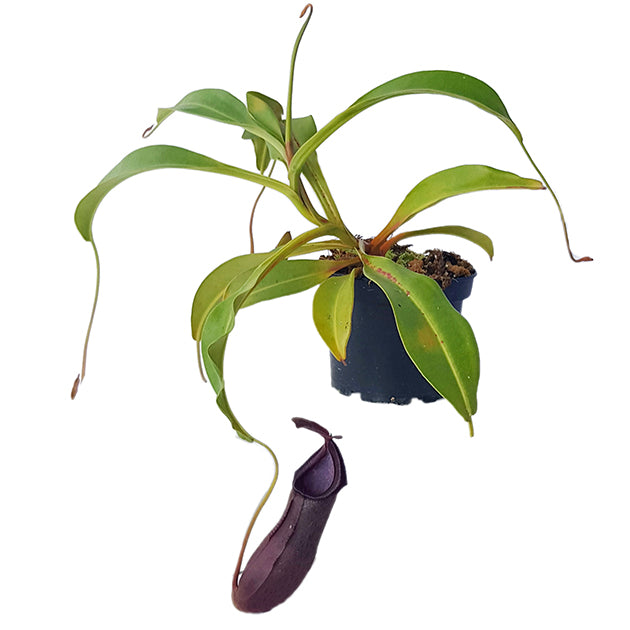 Nepenthes (singalana x ventricosa) x robcantleyi BE-3965 - XL Showpiece