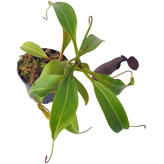 Nepenthes (singalana x ventricosa) x robcantleyi BE-3965 - XL Showpiece