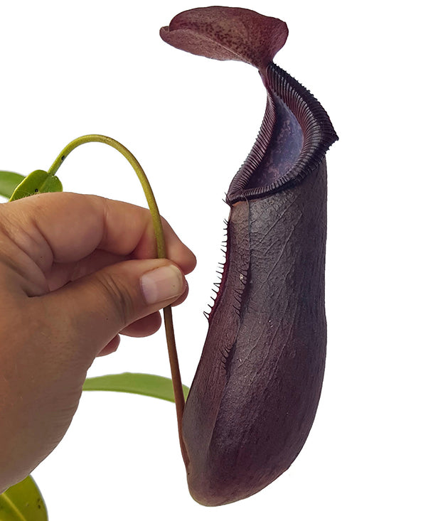 Nepenthes (singalana x ventricosa) x robcantleyi BE-3965 - XL Showpiece