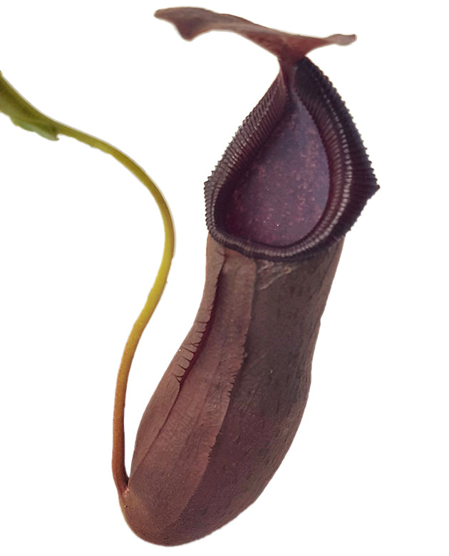 Nepenthes (singalana x ventricosa) x robcantleyi BE-3965 - XL Showpiece