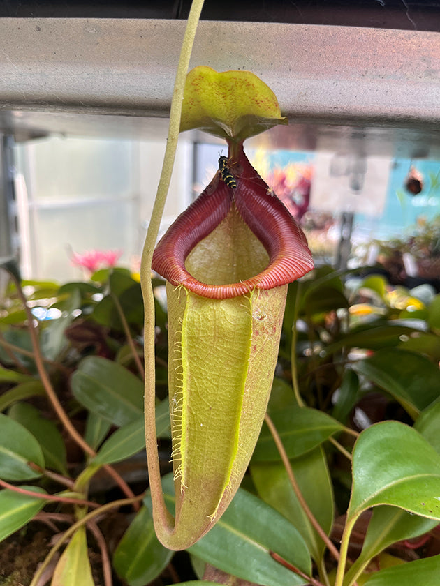 Nepenthes spathulata x flava BE-4048