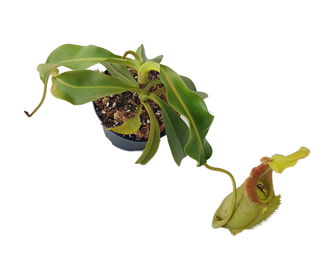Nepenthes spathulata x veitchii BE-3648 - XL Showpiece