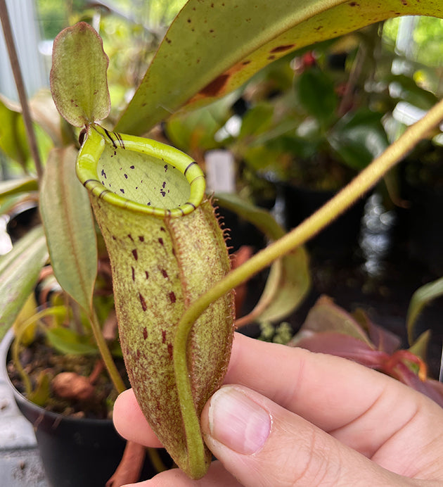 Nepenthes spectabilis x ampullaria BE-4587