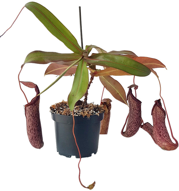 Nepenthes spectabilis x ventricosa BE-3745 - XL Showpiece