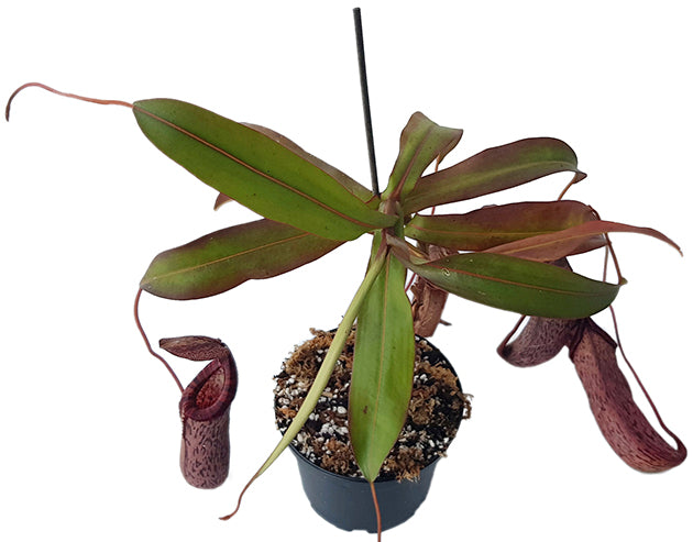 Nepenthes spectabilis x ventricosa BE-3745 - XL Showpiece