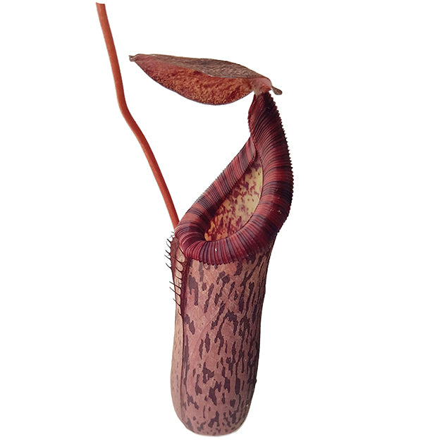 Nepenthes spectabilis x ventricosa BE-3745 - XL Showpiece