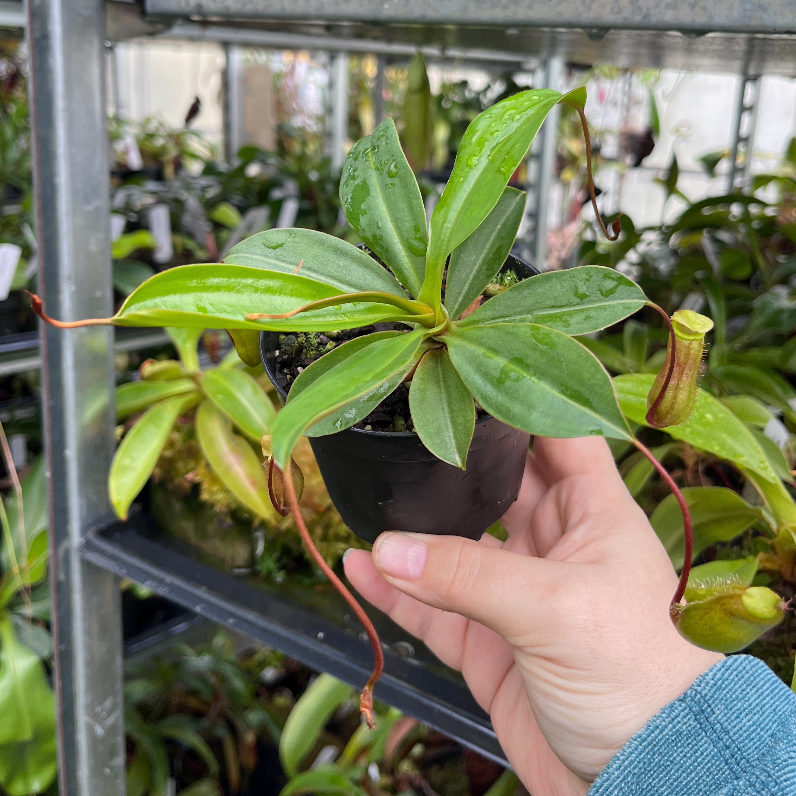 Nepenthes ventricosa x attenboroughii BE-4522