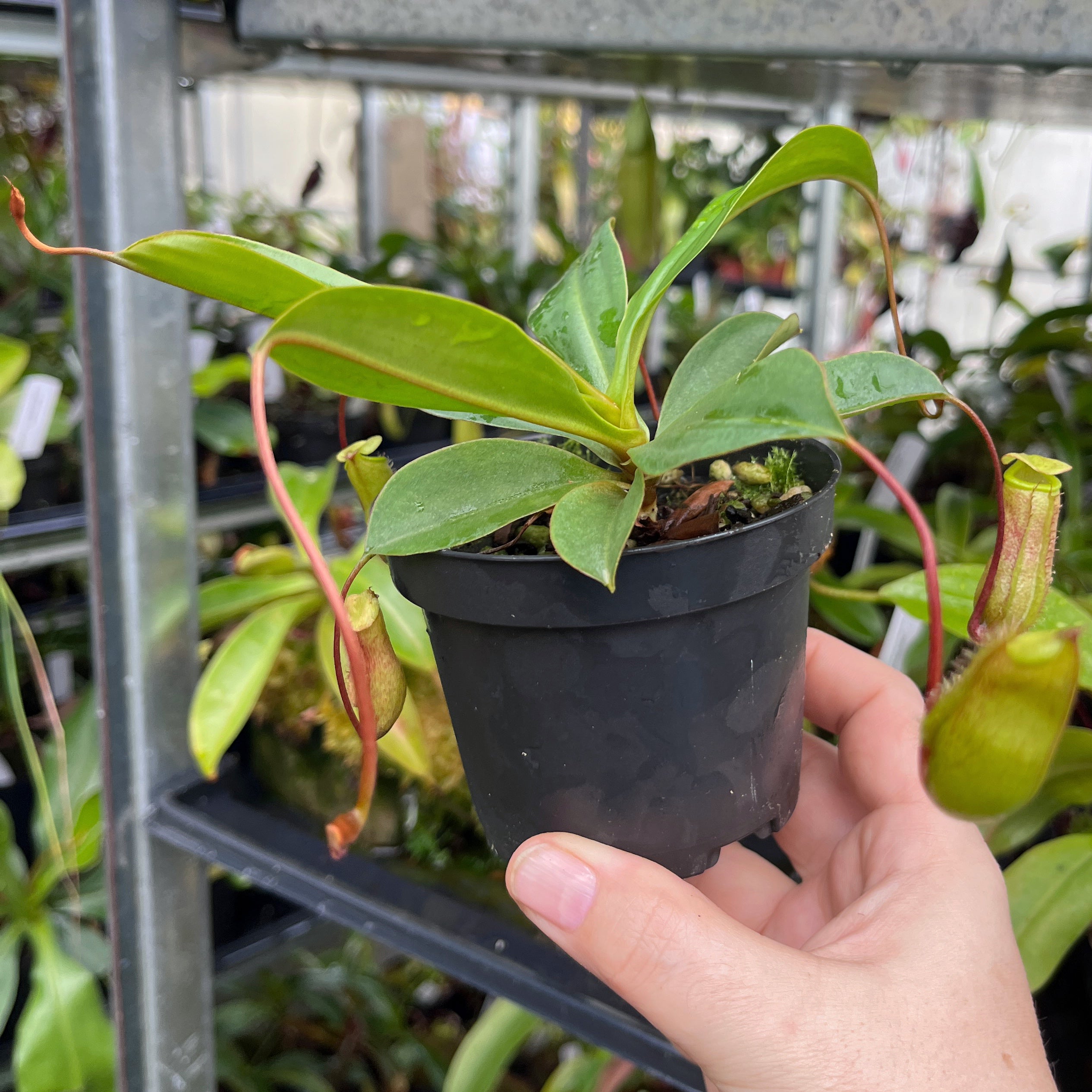 Nepenthes ventricosa x attenboroughii BE-4522