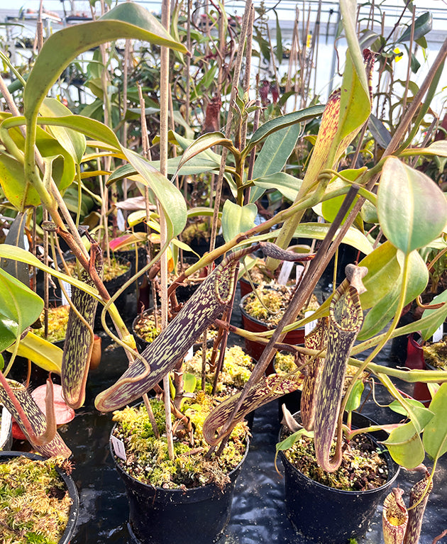 Nepenthes stenophylla - XL Showpiece