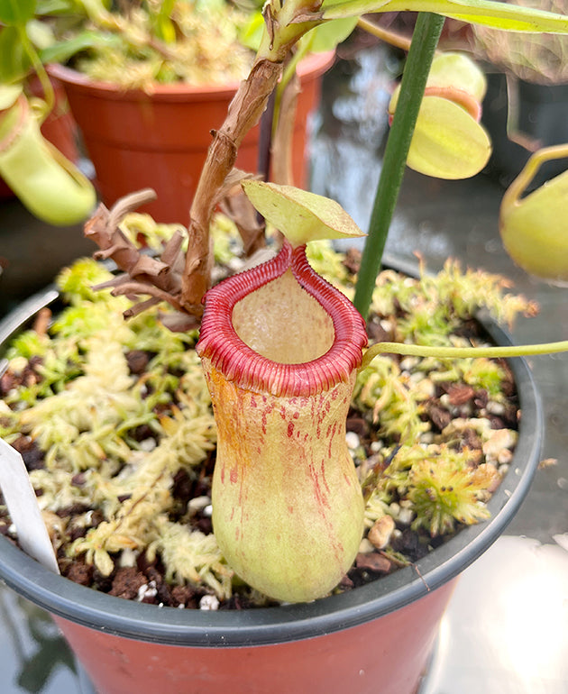 Nepenthes ventricosa x maxima